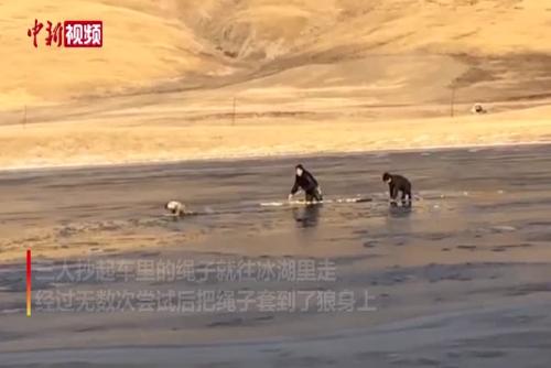 野狼落入冰湖 乡干部跳湖解救