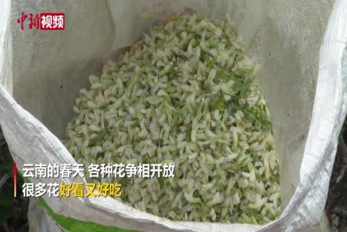 苦刺花：最能忆“苦”思甜的云南野菜